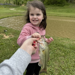 mylah-fish